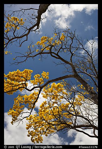 Branches of yellow trumpet trees  and clouds. Kauai island, Hawaii, USA (color)