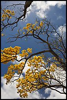 Branches of yellow trumpet trees  and clouds. Kauai island, Hawaii, USA