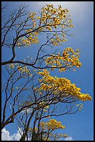 Branches of yellow trumpet trees (Tabebuia aurea). Kauai island, Hawaii, USA