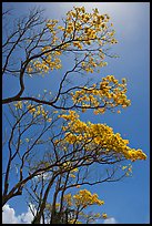 Branches of yellow trumpet trees (Tabebuia aurea). Kauai island, Hawaii, USA (color)