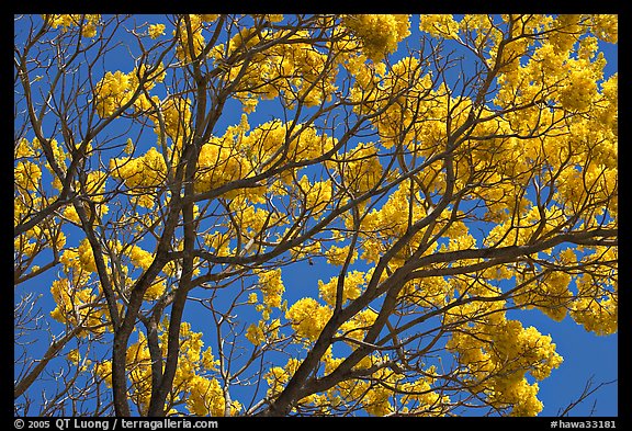 Yellow trumpet tree branches. Kauai island, Hawaii, USA (color)