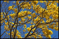 Yellow trumpet tree branches. Kauai island, Hawaii, USA