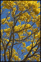 Yellow trumpet tree (Tabebuia aurea)  branches. Kauai island, Hawaii, USA