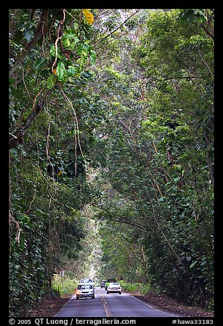 Road through tunnel of trees. Kauai island, Hawaii, USA