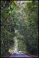 Road through tunnel of trees. Kauai island, Hawaii, USA (color)