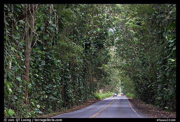 Road through  tree tunnel of mahogany trees. Kauai island, Hawaii, USA