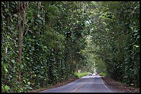 Road through  tree tunnel of mahogany trees. Kauai island, Hawaii, USA (color)