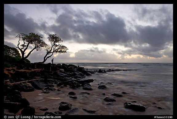 Fisherman, trees, and ocean, dawn. Kauai island, Hawaii, USA (color)