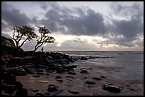 Fisherman, trees, and ocean, dawn. Kauai island, Hawaii, USA