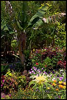 Flowers and banana tree, National Botanical Garden Visitor Center. Kauai island, Hawaii, USA