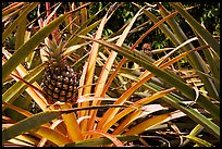 Pineapple, National Botanical Garden Visitor Center. Kauai island, Hawaii, USA ( color)