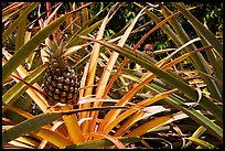 Pineapple, National Botanical Garden Visitor Center. Kauai island, Hawaii, USA (color)