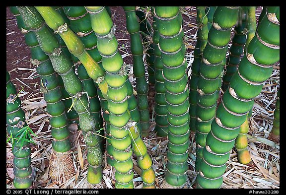 Bamboo, National Botanical Garden Visitor Center. Kauai island, Hawaii, USA (color)