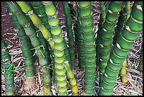 Bamboo, National Botanical Garden Visitor Center. Kauai island, Hawaii, USA