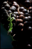 Lizard on fruit of tropical tree. Kauai island, Hawaii, USA (color)