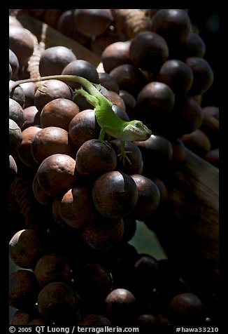 Lizard and tropical fruits. Kauai island, Hawaii, USA