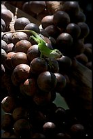 Lizard and tropical fruits. Kauai island, Hawaii, USA (color)