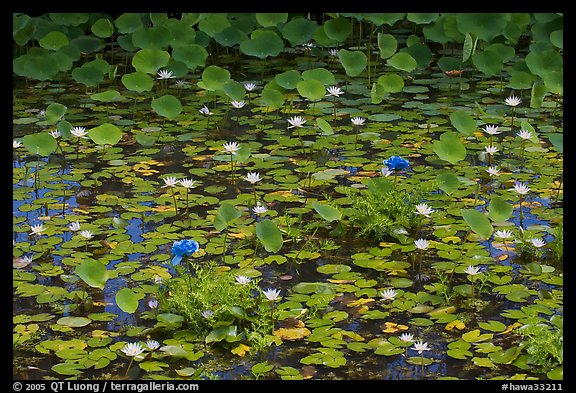 Rare blue flowers and water lilies. Kauai island, Hawaii, USA (color)