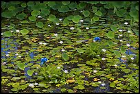 Rare blue flowers and water lilies. Kauai island, Hawaii, USA