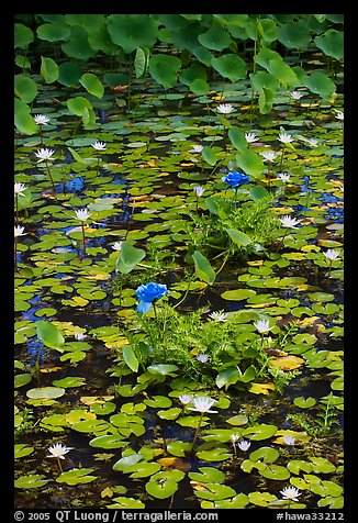 Blue aquatic flowers and water lilies. Kauai island, Hawaii, USA (color)