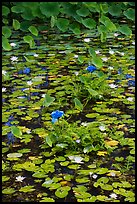Blue aquatic flowers and water lilies. Kauai island, Hawaii, USA (color)