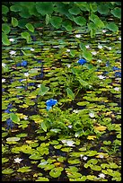 Blue aquatic flowers and water lilies. Kauai island, Hawaii, USA ( color)