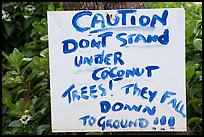 Hand written sign cautioning against falling coconut. Kauai island, Hawaii, USA (color)