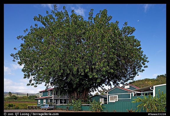 Banyan tree and house, Hanapepe. Kauai island, Hawaii, USA