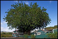 Banyan tree and house, Hanapepe. Kauai island, Hawaii, USA (color)