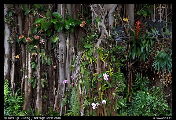 Banyan roots and tropical flowers, Hanapepe. Kauai island, Hawaii, USA (color)