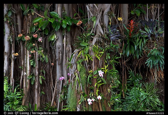 Banyan roots and tropical flowers, Hanapepe. Kauai island, Hawaii, USA