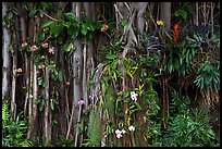 Banyan roots and tropical flowers, Hanapepe. Kauai island, Hawaii, USA