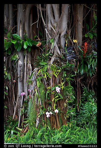 Banyan roots and tropical flowers, Hanapepe. Kauai island, Hawaii, USA (color)