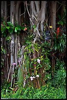 Banyan roots and tropical flowers, Hanapepe. Kauai island, Hawaii, USA