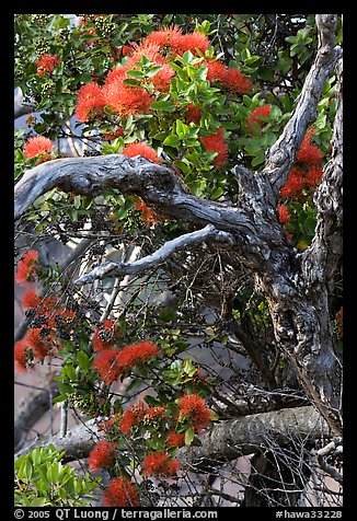 Ohia Tree with gnarled branches and red Lihua flowers, Waimea Canyon. Kauai island, Hawaii, USA (color)