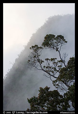 Tree and mist, Kalalau lookout, late afternoon. Kauai island, Hawaii, USA