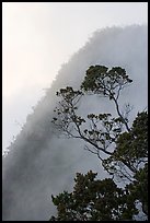 Tree and mist, Kalalau lookout, late afternoon. Kauai island, Hawaii, USA (color)