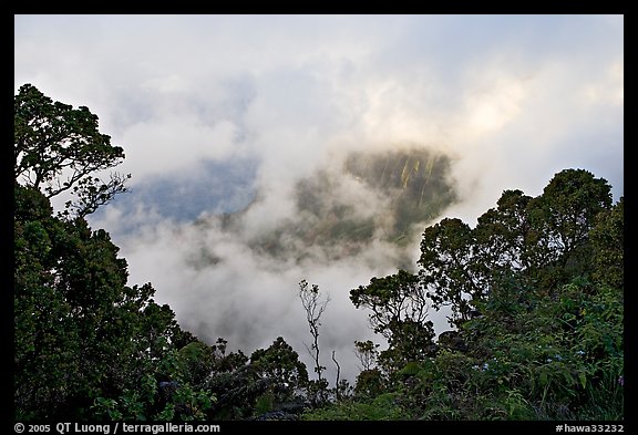 Trees and mist, Kalalau lookout, late afternoon. Kauai island, Hawaii, USA