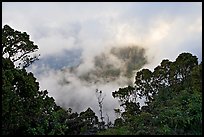 Trees and mist, Kalalau lookout, late afternoon. Kauai island, Hawaii, USA ( color)