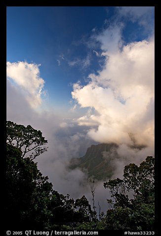 Trees and clouds, Kalalau lookout, late afternoon. Kauai island, Hawaii, USA