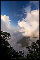 Trees and clouds, Kalalau lookout, late afternoon. Kauai island, Hawaii, USA ( color)