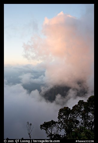 Trees and clouds, Kalalau lookout, sunset. Kauai island, Hawaii, USA