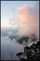 Trees and clouds, Kalalau lookout, sunset. Kauai island, Hawaii, USA (color)