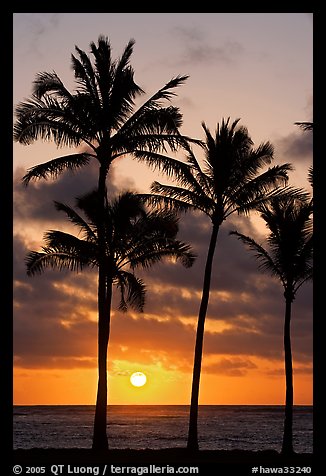 Palm trees, Kapaa, sunrise. Kauai island, Hawaii, USA (color)