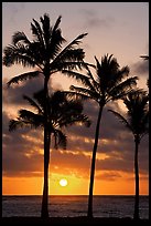 Palm trees, Kapaa, sunrise. Kauai island, Hawaii, USA (color)