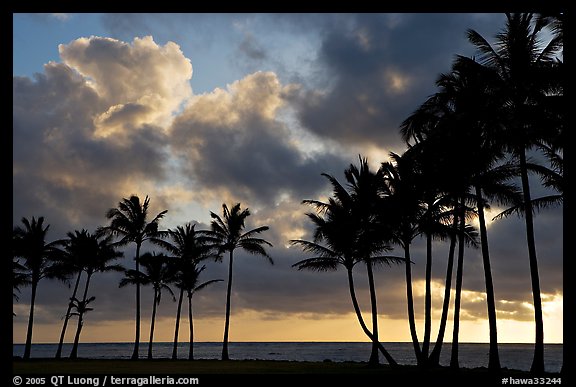 Palm trees and clouds, Kapaa, sunrise. Kauai island, Hawaii, USA