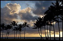 Palm trees and clouds, Kapaa, sunrise. Kauai island, Hawaii, USA (color)