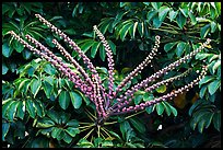 Tropical bloom on a tree. Kauai island, Hawaii, USA