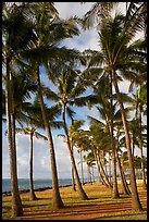 Palm tree grove, Kapaa, early morning. Kauai island, Hawaii, USA