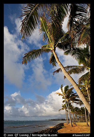 Palm trees and ocean, Kapaa, early morning. Kauai island, Hawaii, USA